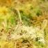 Drosera capensis 'alba' -- Kapsonnentau 